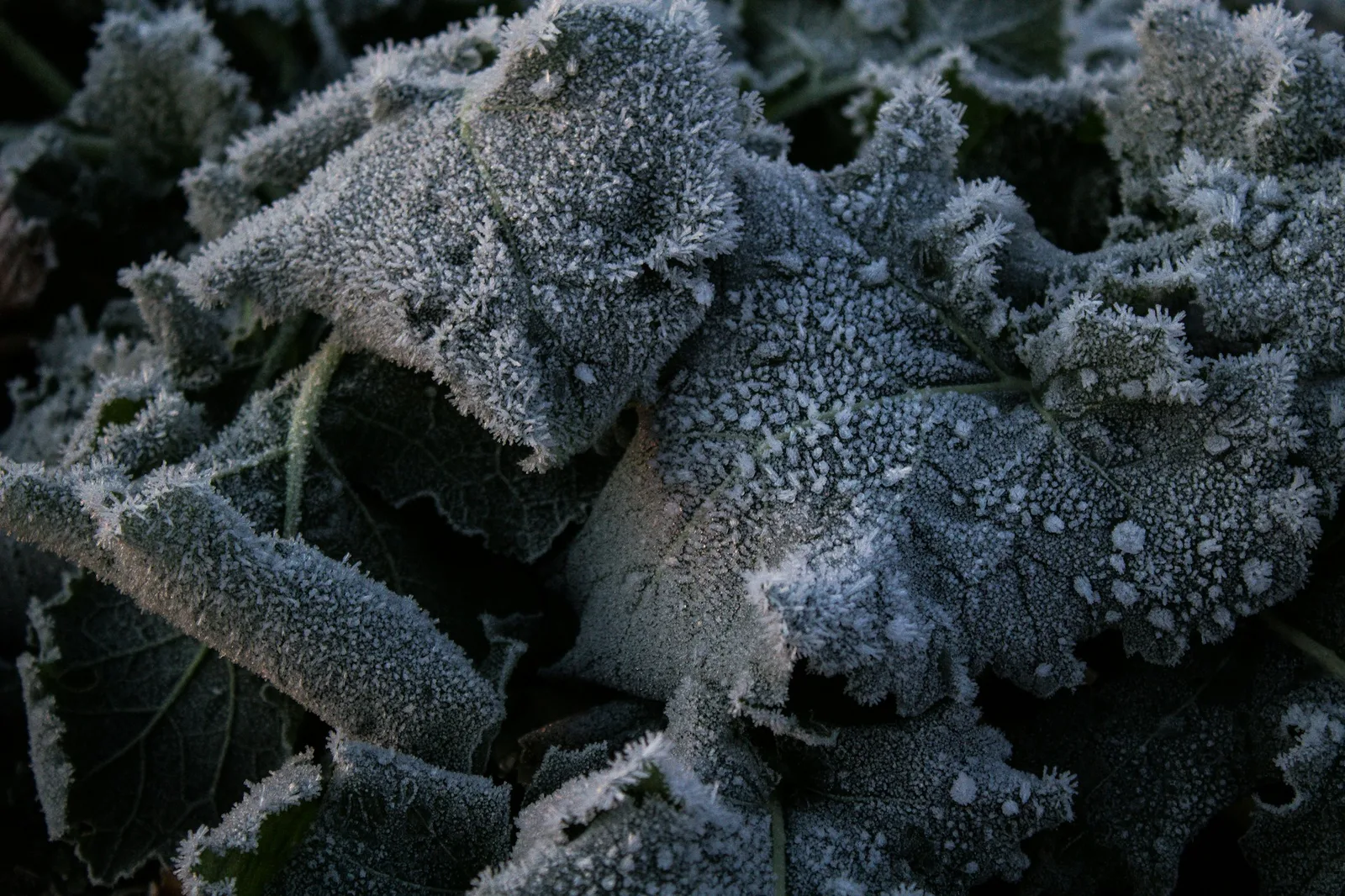 An autumn vegetable garden with frost-dusted leafy greens in low golden morning light
