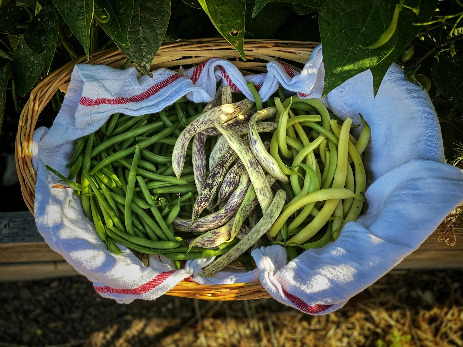 A wicker basket filled with freshly picked green beans and mixed garden vegetables