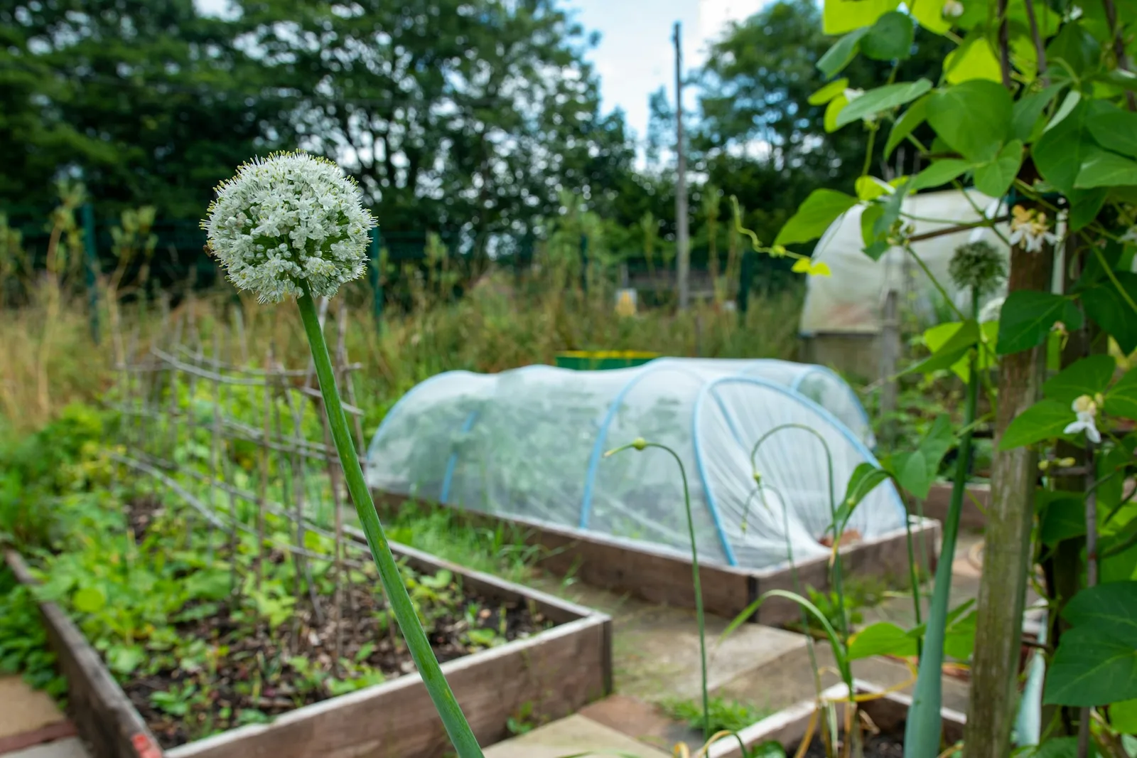 A raised wooden garden bed densely planted with mixed vegetable rows in bright morning light