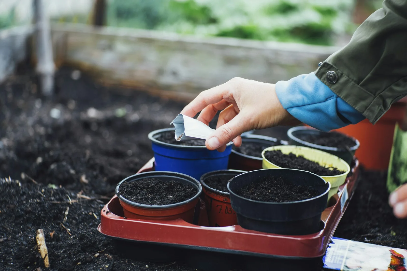 Seeds being placed into a shallow furrow of dark tilled garden soil, close-up